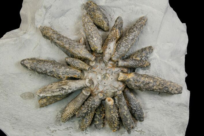 Jurassic Fossil Urchin (Reboulicidaris) - Amellago, Morocco #139002